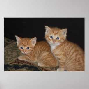 Affiches Chatons