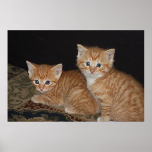 Affiches Chatons (Devant)