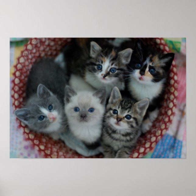 Affiches Chatons Dans Un Panier (Devant)