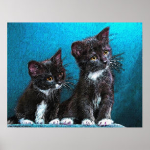 Affiches chatons tuxedo