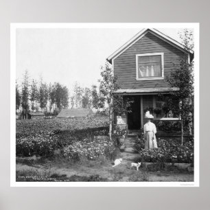 Affiches Chats à la maison Fairbanks Alaska 1916