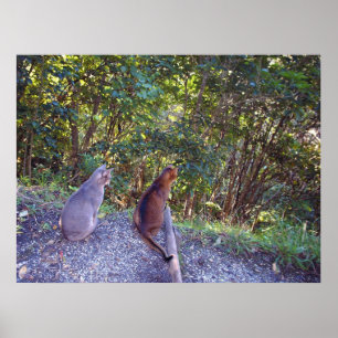 Affiches Chats abyssins sur une allée