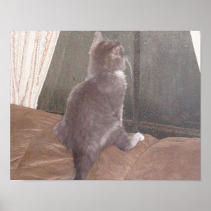 Affiches Chats de veau 11