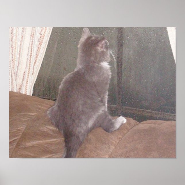 Affiches Chats de veau 11 (Devant)