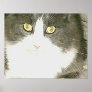 Affiches Chats de veau 18