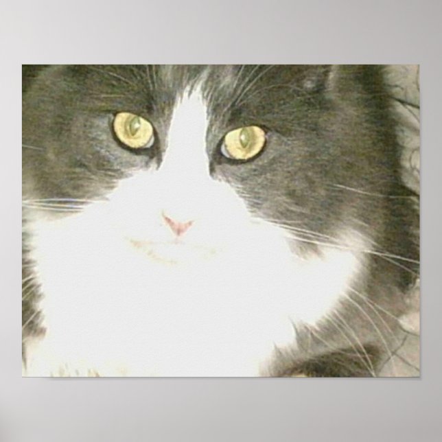 Affiches Chats de veau 18 (Devant)