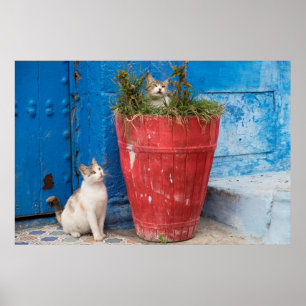 Affiches Chats jouant à Rabat, Maroc