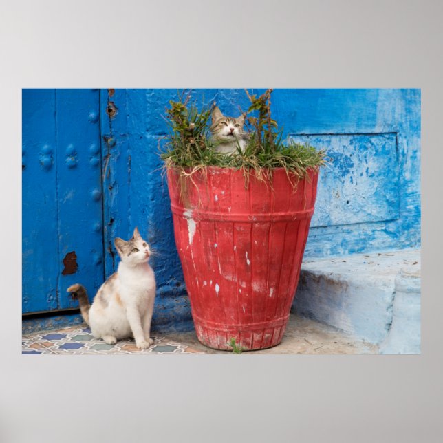 Affiches Chats jouant à Rabat, Maroc (Devant)