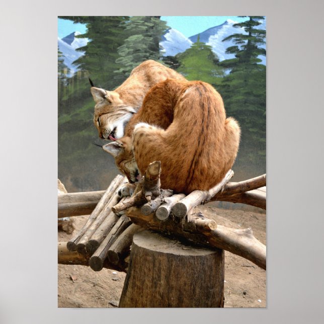 Affiches Chats Lynx (Devant)