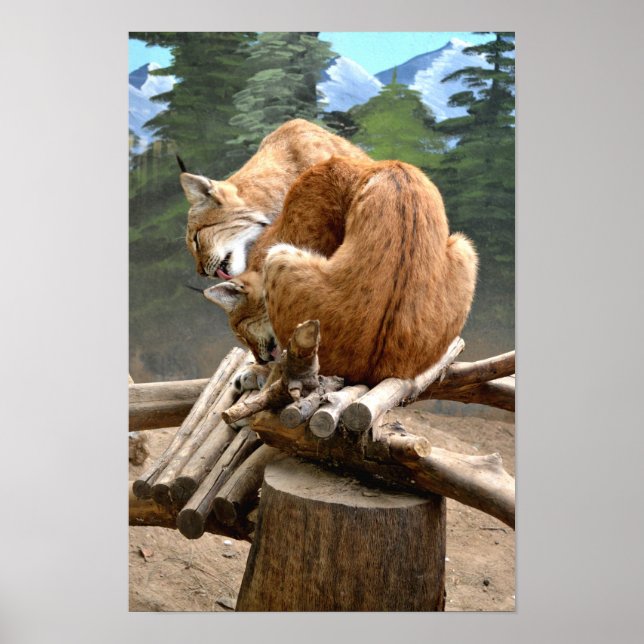 Affiches Chats Lynx (Devant)