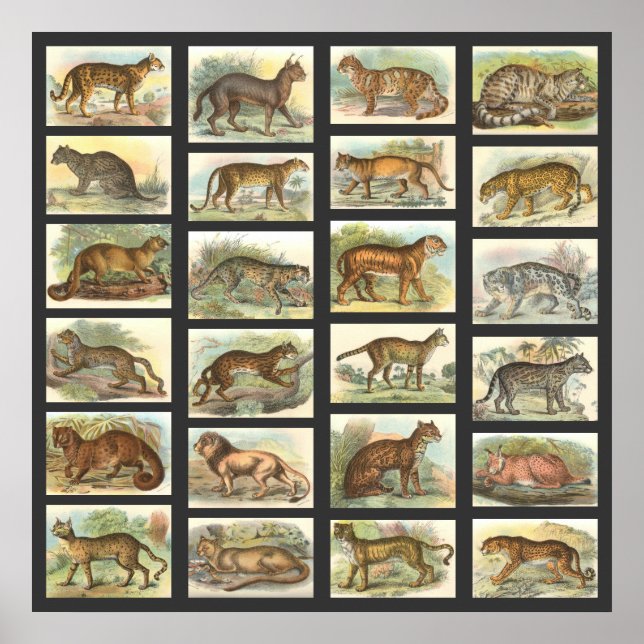 Affiches Chats sauvages (Devant)