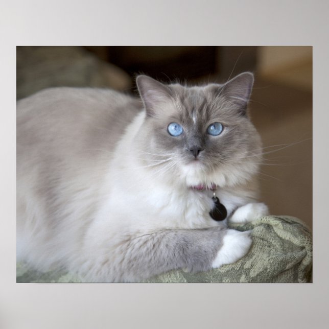 Affiches Chatte Ragdoll (Devant)