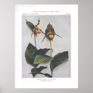 Affiches Chaussure-dame jaune ou dot