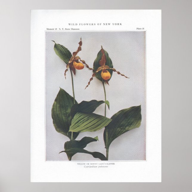 Affiches Chaussure-dame jaune ou dot (Devant)