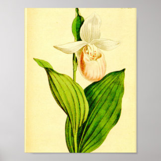 Affiches Chaussure Lady blanche et rose