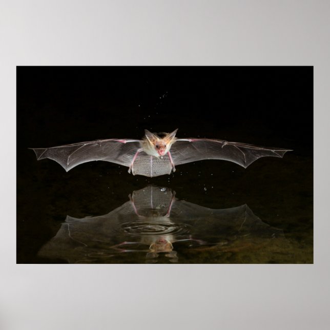 Affiches Chauve-souris buvant en vol, Arizona (Devant)