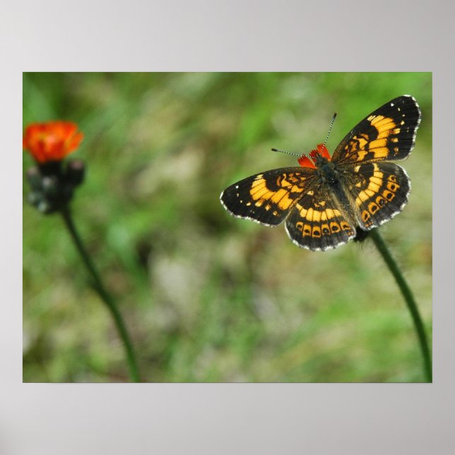 Affiches Checkerspot argenté (Devant)