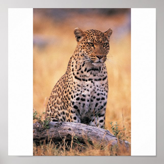 Affiches Cheetah (Devant)