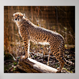 Affiches Cheetah