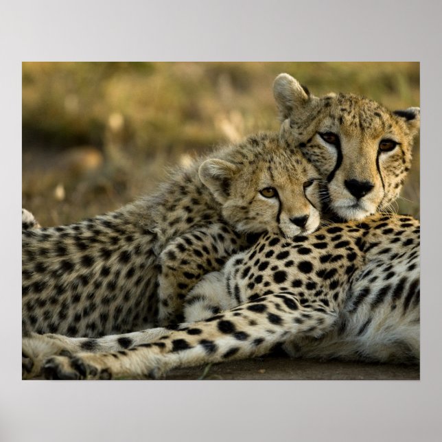Affiches Cheetah, Acinonyx jubatus, avec petit dans le Masa (Devant)