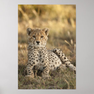 Affiches Cheetah, Acinonyx jubatus, petit ponte