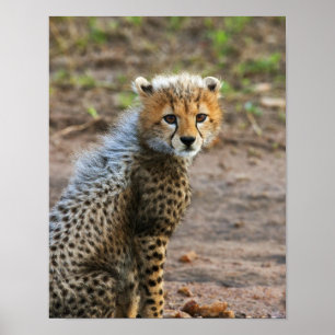 Affiches Cheetah Cub Acinonyx Jubatus) vu dans
