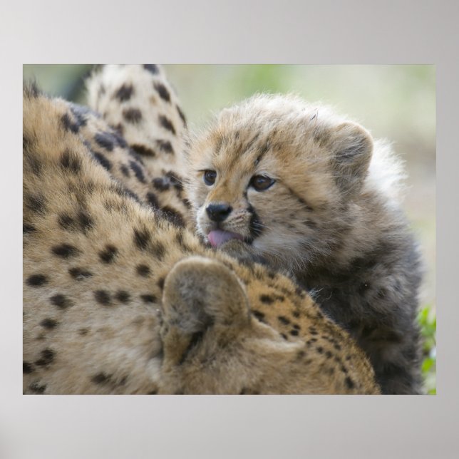 Affiches Cheetah Cub avec maman (Devant)