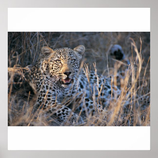Affiches Cheetah relaxant
