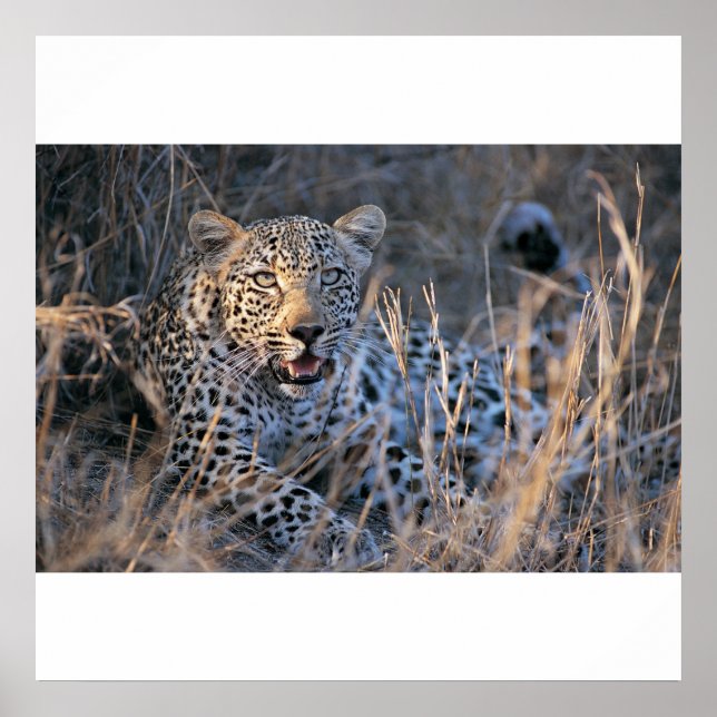 Affiches Cheetah relaxant (Devant)