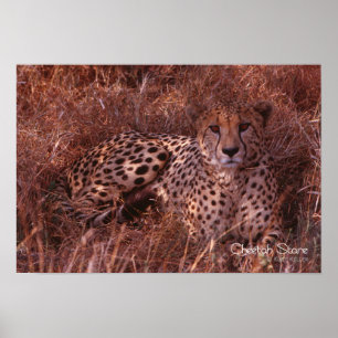 Affiches Cheetah Stare