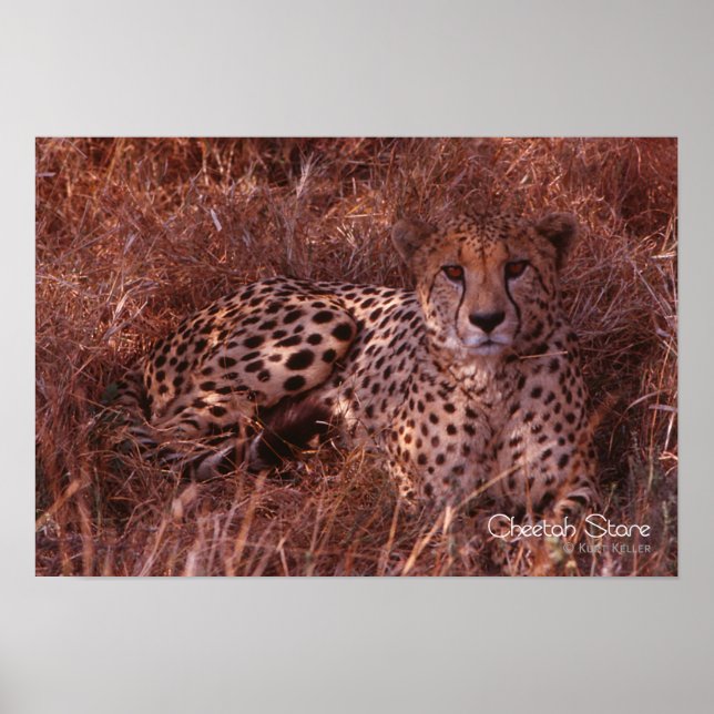 Affiches Cheetah Stare (Devant)