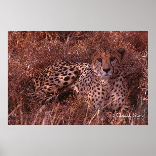 Affiches Cheetah Stare (Devant)