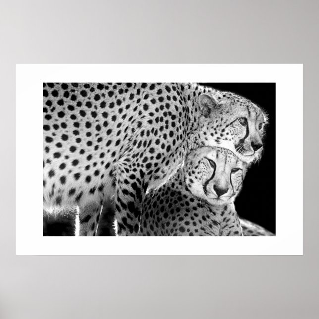 Affiches Cheetahs #1 (Devant)