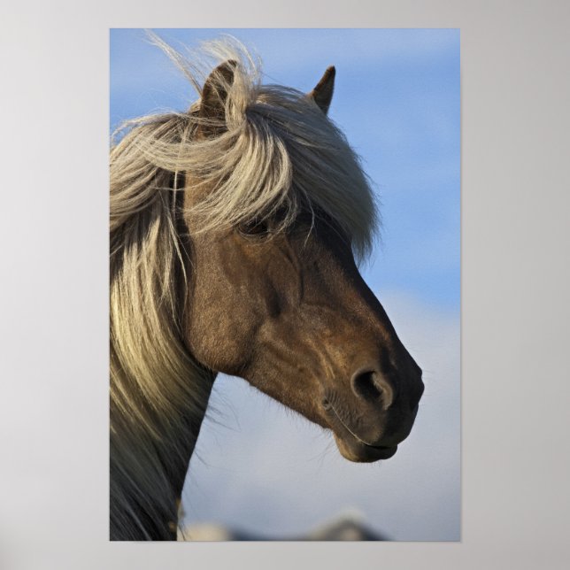 Affiches Chef de cheval islandais, Islande (Devant)