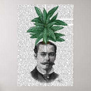 Affiches Chef du Plante À feuillage persistant chinois