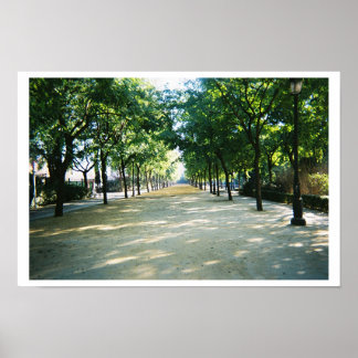 Affiches chemin bordé d'arbres