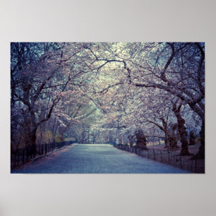 Affiches Chemin Central Park Cherry Blossom