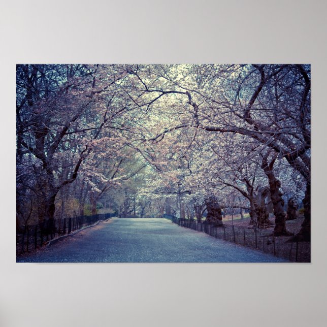 Affiches Chemin Central Park Cherry Blossom (Devant)