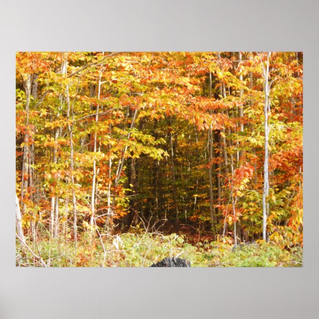 Affiches Chemin Dans Les Bois Adirondacks Montagnes (Devant)