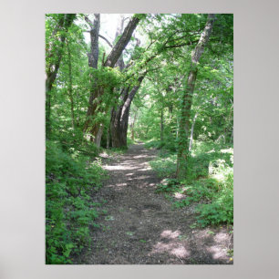 Affiches Chemin de la forêt