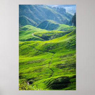 Affiches Chemin par les plantations de thé