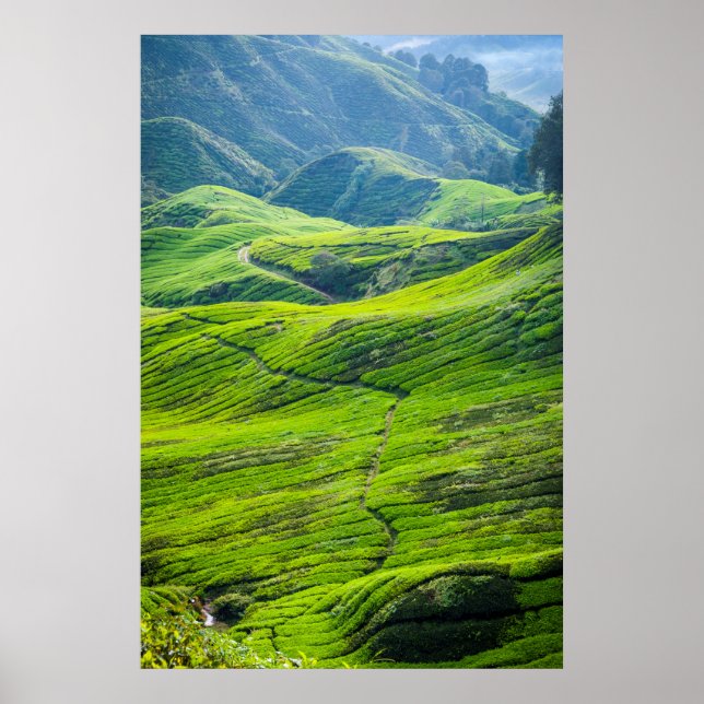 Affiches Chemin par les plantations de thé (Devant)