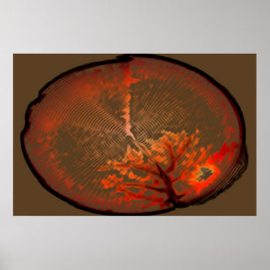 Affiches Chêne au lever de soleil