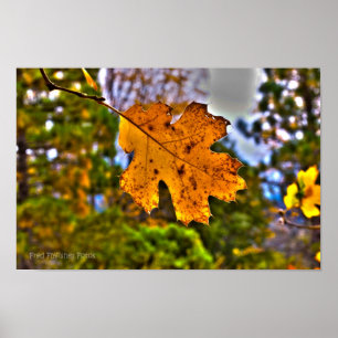 Affiches Chêne automne Feuilles HDR