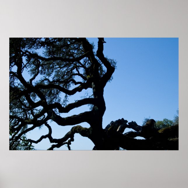 Affiches Chêne Wayward (Devant)