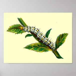 Affiches chenille de Cucullia verbasci