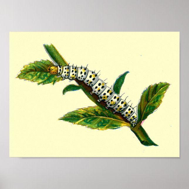 Affiches chenille de Cucullia verbasci (Devant)
