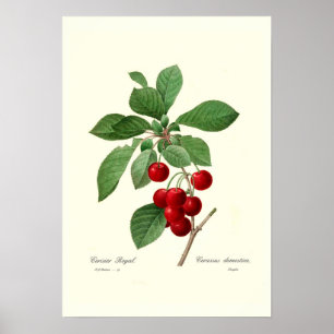 Affiches Cherry