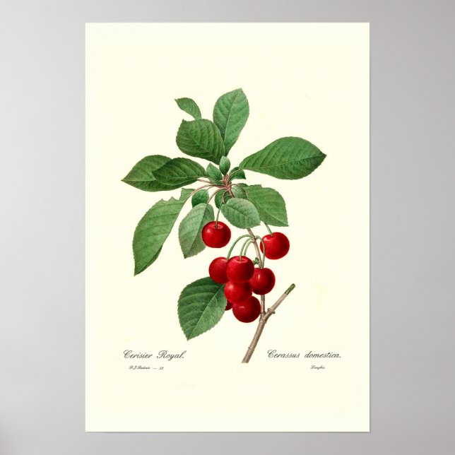 Affiches Cherry (Devant)