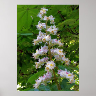 Affiches chestnut flower